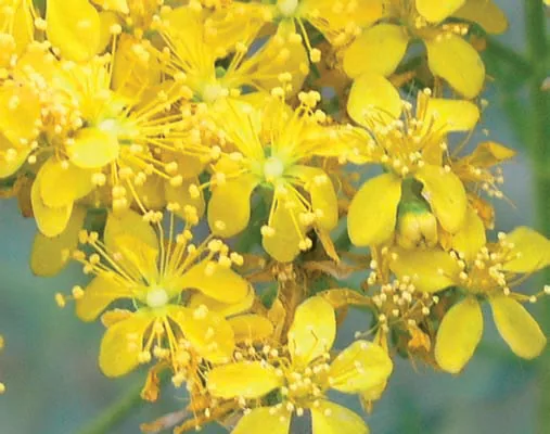 Hypericum lydium