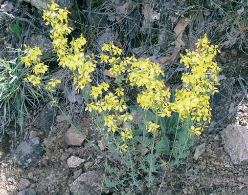 Hypericum pseudolaeve
