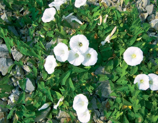 Calystegia sepium