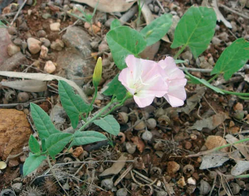 Convolvulus arvensis