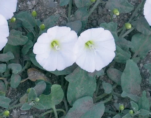 Convolvulaceae