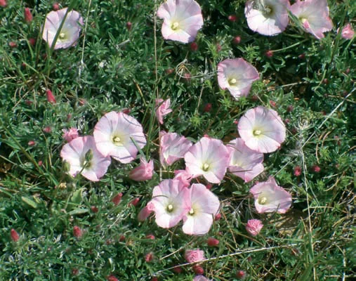 Convolvulus assyricus