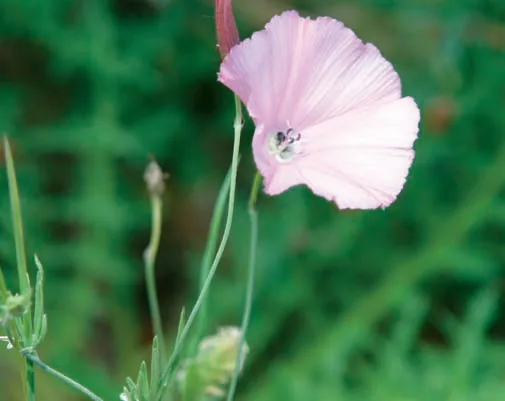 Convolvulus elegantissimus