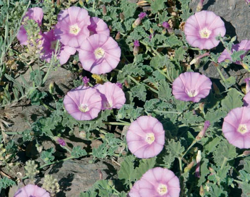 Convolvulus galaticus