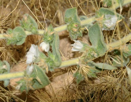 Convolvulus reticulatus