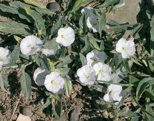 Convolvulus lineatus
