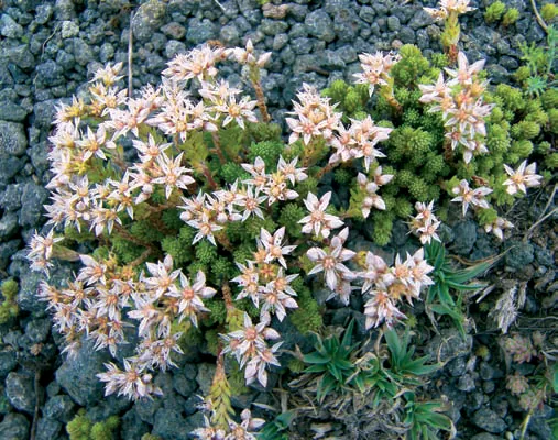 Sedum album