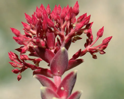 Crassulaceae