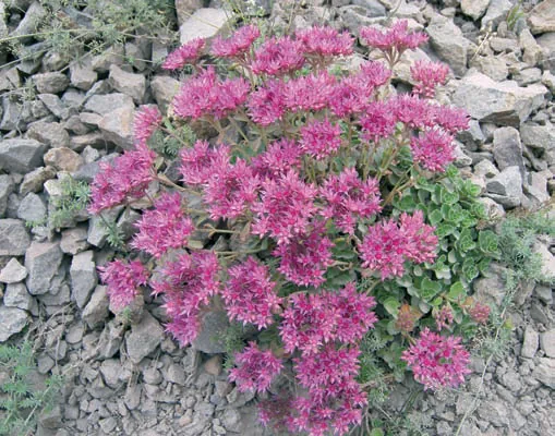 Sedum spurium