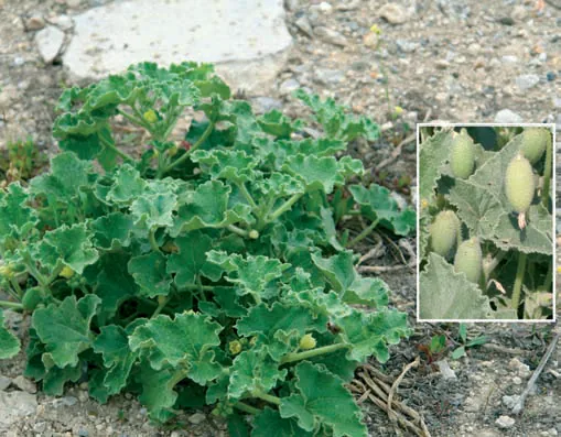 Ecballium elaterium