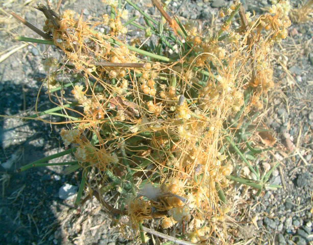 Cuscutaceae
