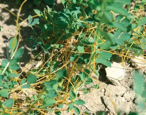 Cuscuta campestris