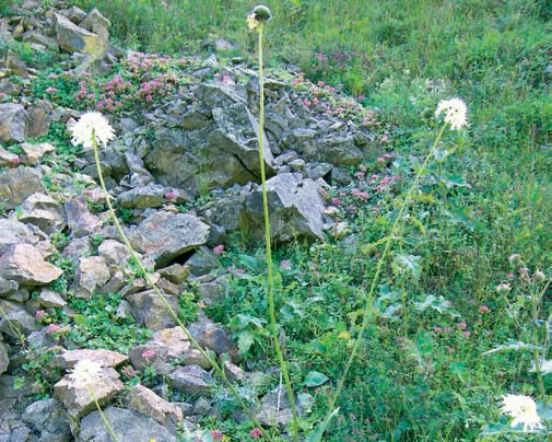 Cephalaria gigantea