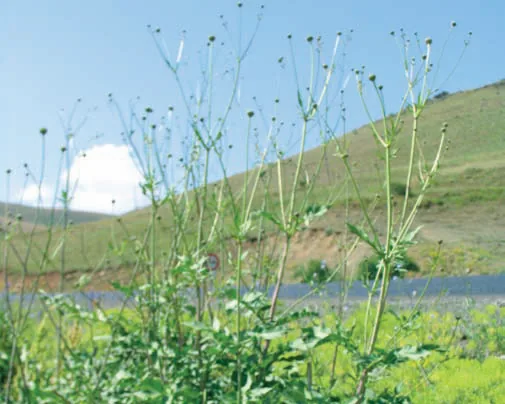 Cephalaria procera