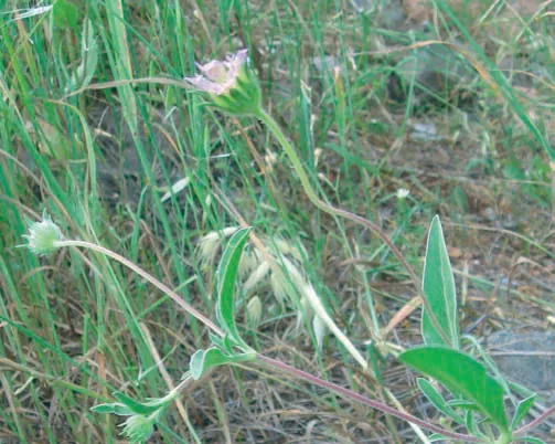 Knautia integrifolia