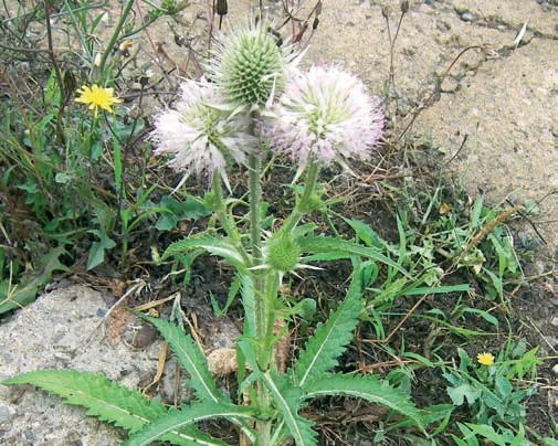Dipsacus laciniatus