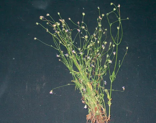 Knautia orientalis
