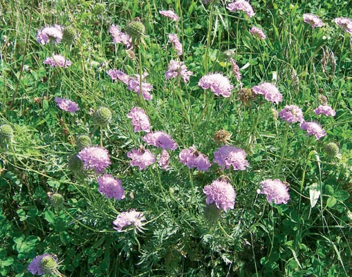 Dipsacaceae