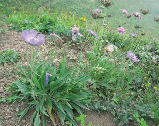 Scabiosa columbaria