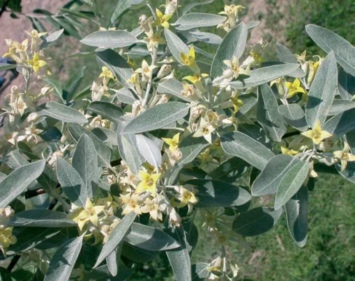 Elaeagnaceae