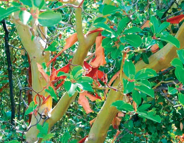 Arbutus andrachne