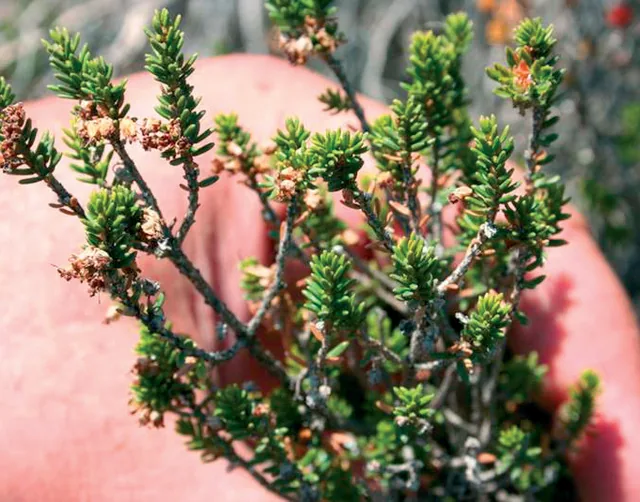 Erica manipuliflora