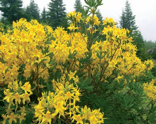 Rhododendron luteum