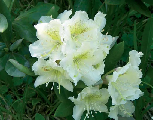 Rhododendron ungernii