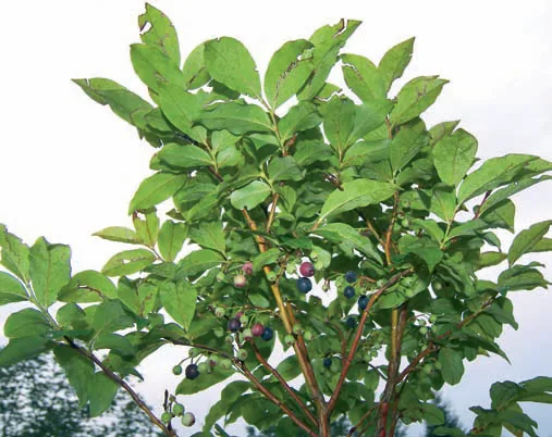 Vaccinium arctostaphylos