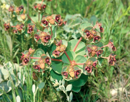 Euphorbia denticulata