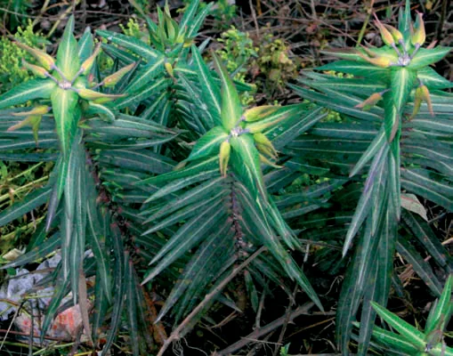 Euphorbia lathyris
