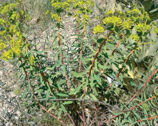 Euphorbia macroclada