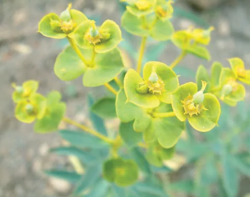 Euphorbiaceae