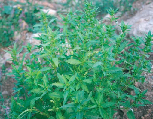 Mercurialis annua