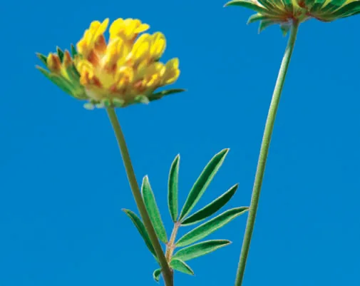 Anthyllis vulneraria