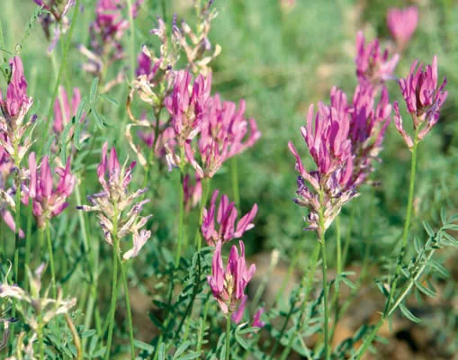 Astragalus aduncus