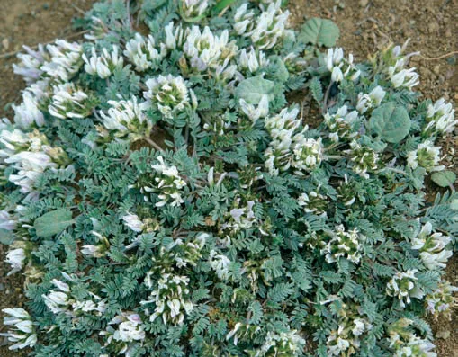Astragalus alyssoides