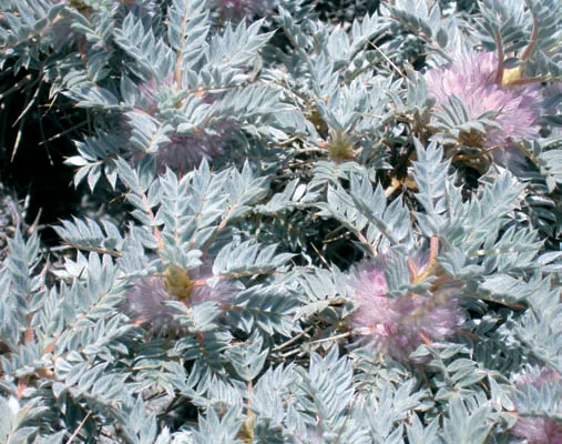 Astragalus adustus