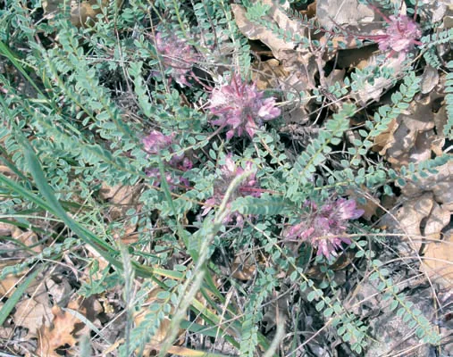 Astragalus andrachneifolius