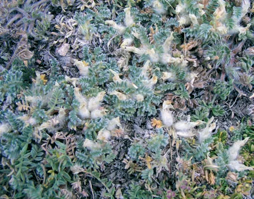 Astragalus argaeus