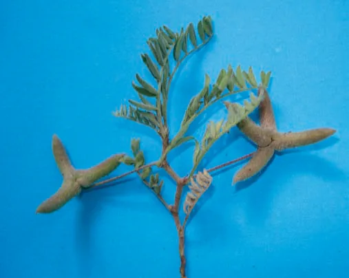 Astragalus asterias
