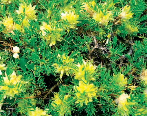 Astragalus aureus