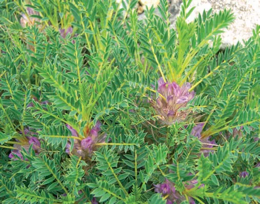 Astragalus baibutensis