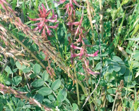 Astragalus campylosema subsp. campylosema