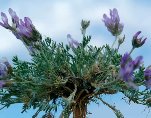 Astragalus canescens
