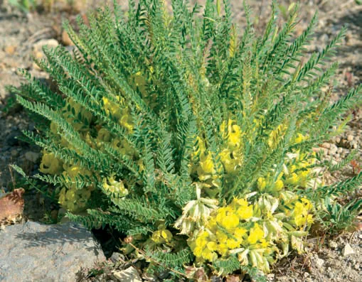 Astragalus declinatus