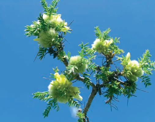 Astragalus cymbostegius
