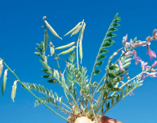 Astragalus depressus