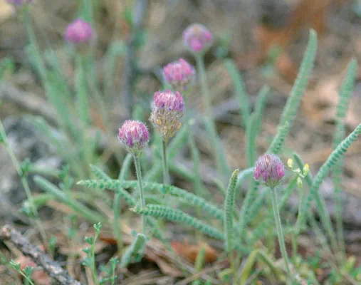 Astragalus densifolius