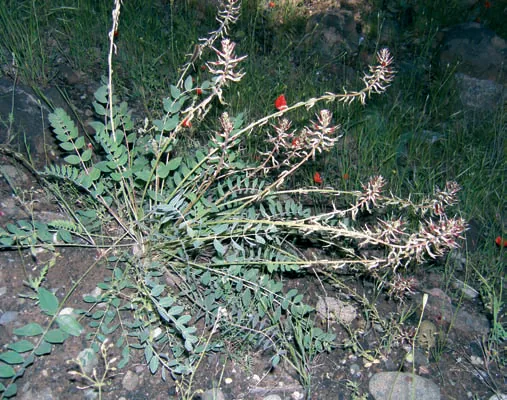 Astragalus elongatus